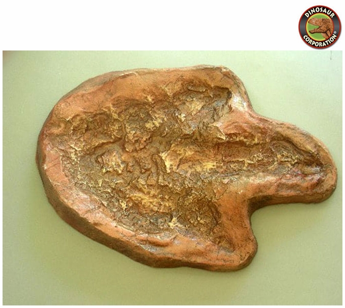 Dinosaur Footprint Eubrontes for Sale Dinosaur corporation