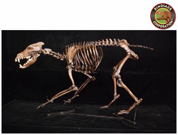 Dire Wolf Skeleton | Dinosaur Corporation