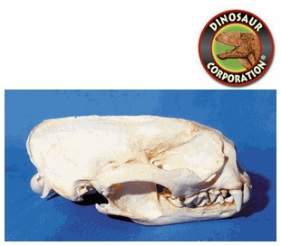 Giant South American Otter Skull For Sale | Dinosaur Corporation