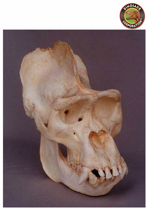 Silverback Gorilla Skull