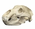 Grizzly Bear Skull For Sale | Dinosaur Corporation