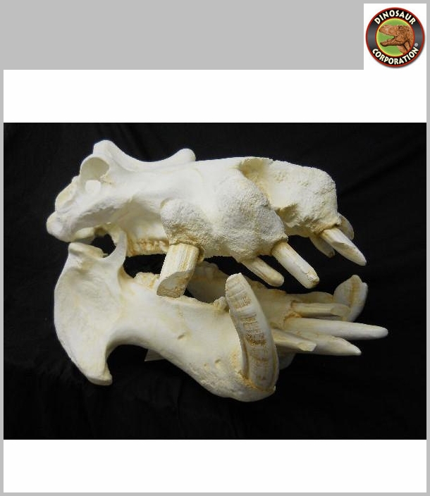 Hippopotamus Skull For Sale | Dinosaur Corporation
