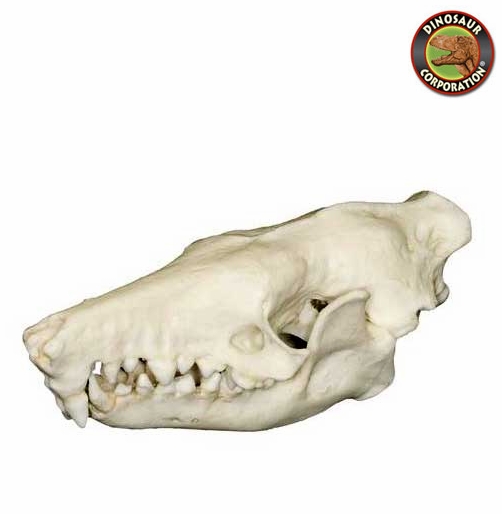 Solenodon Skull for Sale Dinosaur Corporation