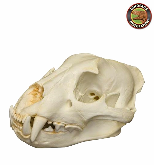 Jaguar Skull for Sale | Dinosaur Corporation