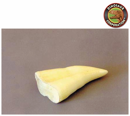 Killer Whale Tooth | Dinosaur Corporation
