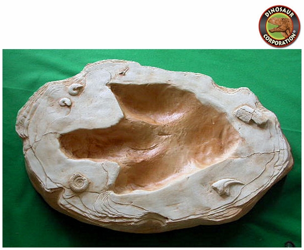 Allosaurus Footprint For Sale Fossil Replica