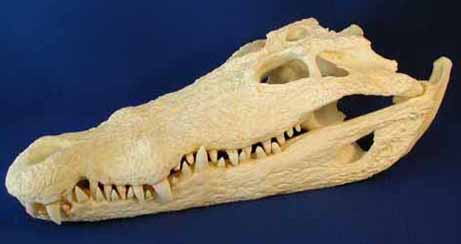 Nile Crocodile Skull For Sale | Dinosaur Corporation