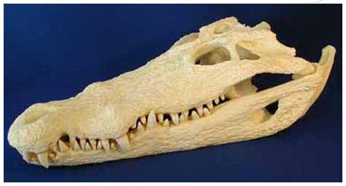 nile-crocodile-skull-24.jpg