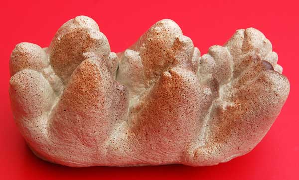 Platybelodon Tooth For Sale | Dinosaur Corporation