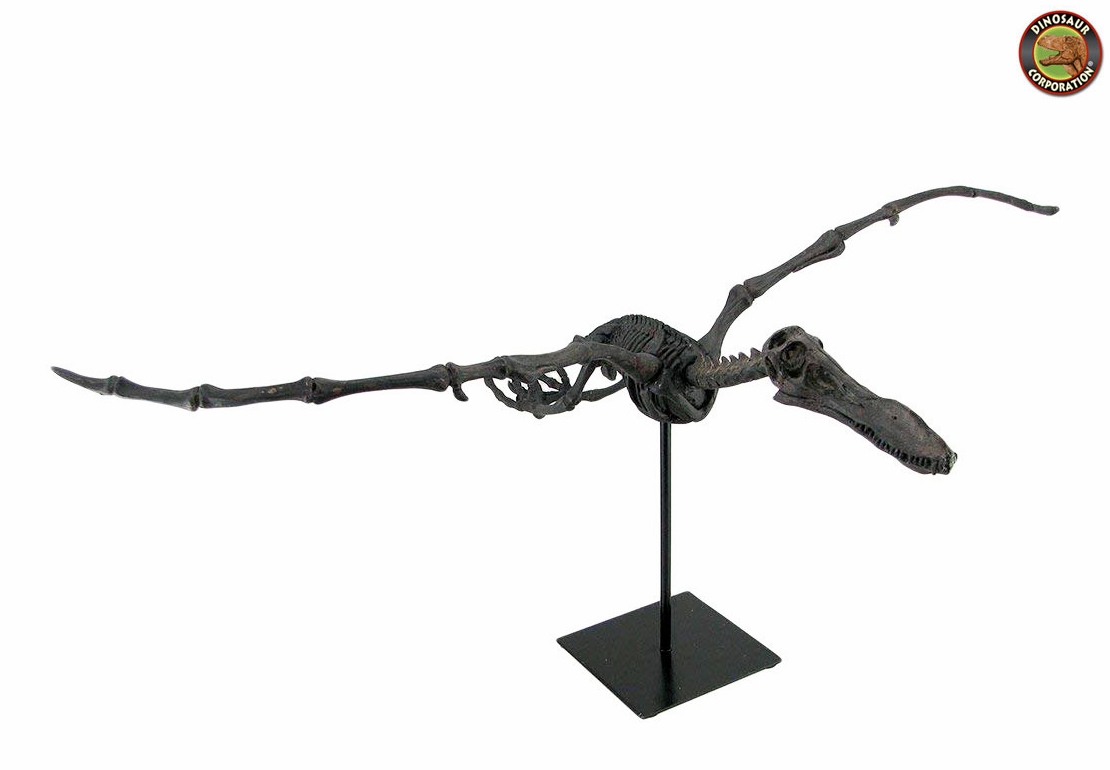 Pterosaur Skeleton Flying Reptile Dinosaur Corporation