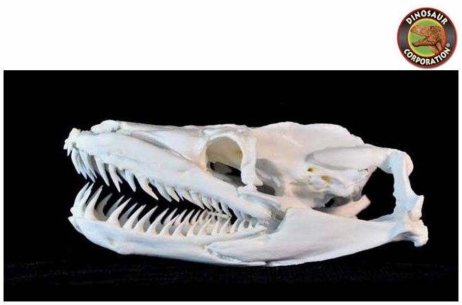 Reticulated Python Skull For Sale | Dinosaur Corporation
