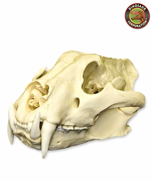 Siberian Tiger Skull For Sale Dinosaur Corporation