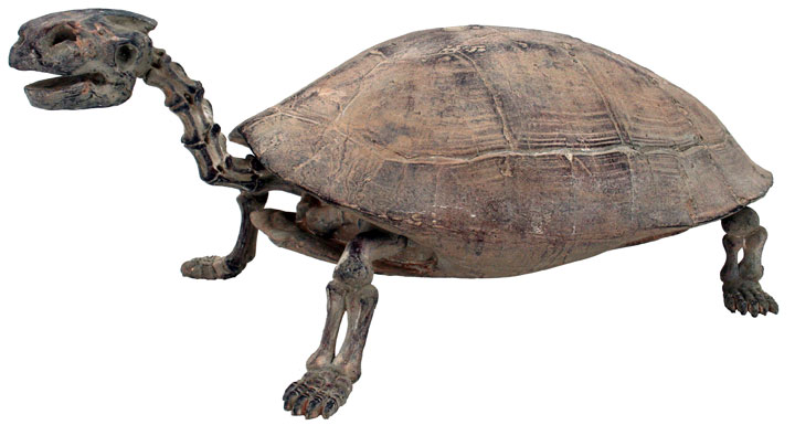 Prehistoric Turtle skeleton Replica | Dinosaur Corporation