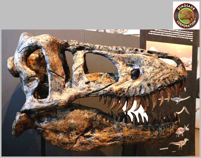 Tyrannosaurus rex Skull For Sale Dinosaur Corporation