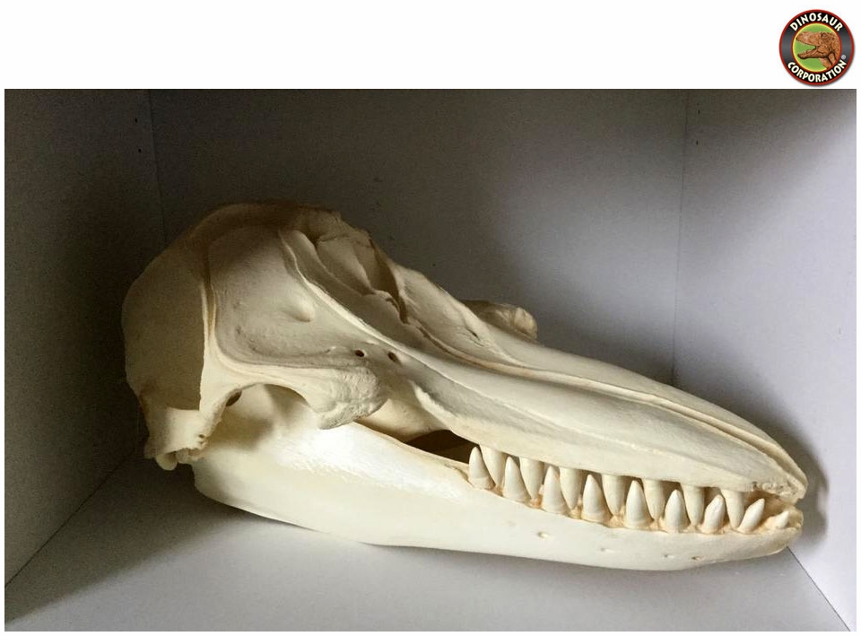 Whale False Killer Skull for Sale | Dinosaur Corporation
