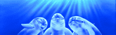 Three Dolphins Rear Window Decal
