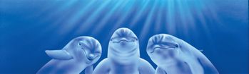 Three Dolphins Rear Window Decal