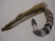 Tanned Ringtail
