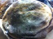 Tanned Beaver Pelt