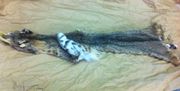 Tanned Bobcat Pelt