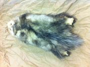 Tanned Opossum