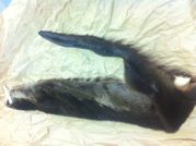 Tanned Otter