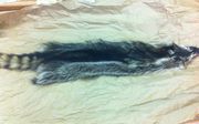 Tanned Raccoon Fur