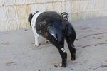 14 Metal Pig Yard Art - Black and White Saddleback Pig