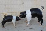 14 Metal Pig Yard Art - Black and White Saddleback Pig
