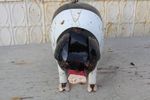 14 Metal Pig Yard Art - Black and White Saddleback Pig