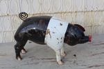 14 Metal Pig Yard Art - Black and White Saddleback Pig