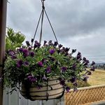 19" Dia Wrought Iron Round  Hanging Victorian Basket