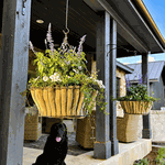 19 Round Georgian Hanging Basket - Metal Flower Planter