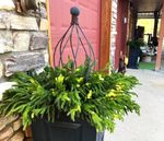 24 Iron Ball Bernice Topiary Plant Support for Flowers