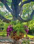 24 Jupiter Wrought Iron Hanging Flower Basket Container