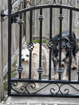 3-ft Tall 3-ft Wide Wrought Iron Donovan Entry Gate