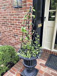 34 Metal Tolan Topiary Plant Support Trellis