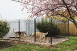 4t 3 Sided Dog Kennel Pen Package with Wrought Iron Fence