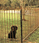 4ft Wrought Iron Perimeter Fence - Yard Fencing For Pets