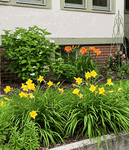 60 Tolan Finial Topiary Trellis - Garden Obelisk