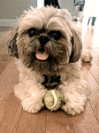Bernie Loves the Ball