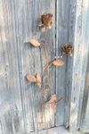Double Rose Stake - Iron Garden Flowers