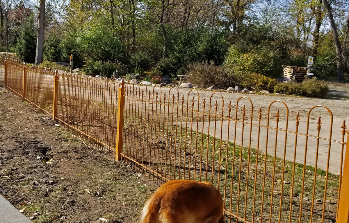 Golden Retriever Fencing And Gates