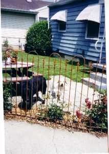 Fencing in your pets!