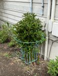 Large Wrought Iron Cone Topiary - Peony Bush Support - Tomato Cage