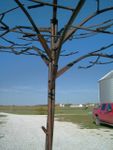 Largest Tree for Woodsy Decor - Metal Tree - Garden Art