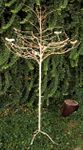 Largest Tree for Woodsy Decor - Metal Tree - Garden Art