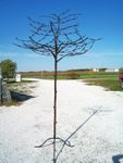 Largest Tree for Woodsy Decor - Metal Tree - Garden Art