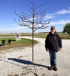 Largest Tree for Woodsy Decor - Metal Tree - Garden Art