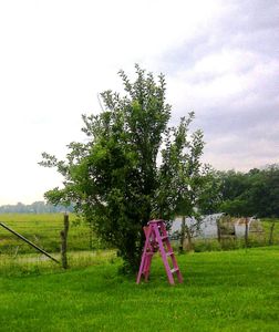 Pats Pink Orchard Ladder - 4 Steps